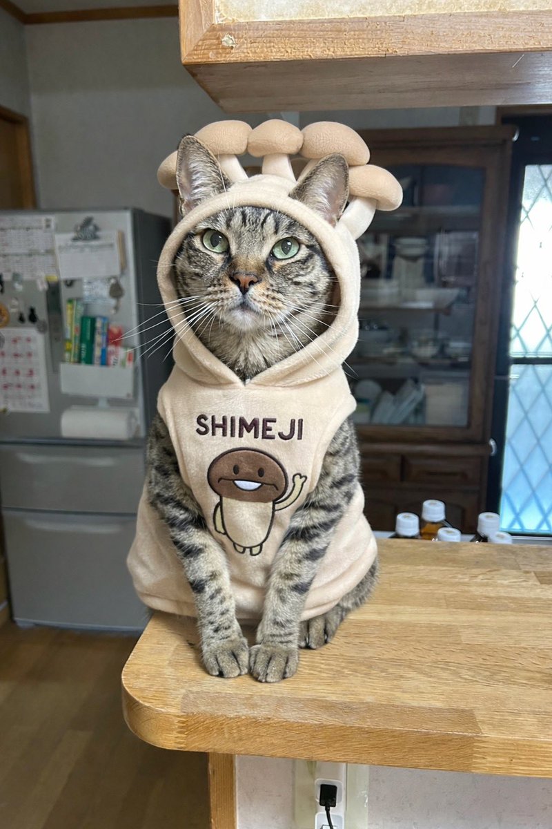 キジトラのヒメSHOP♕ページ（作成中） This is what happened to a brown tabby cat after it was put into a