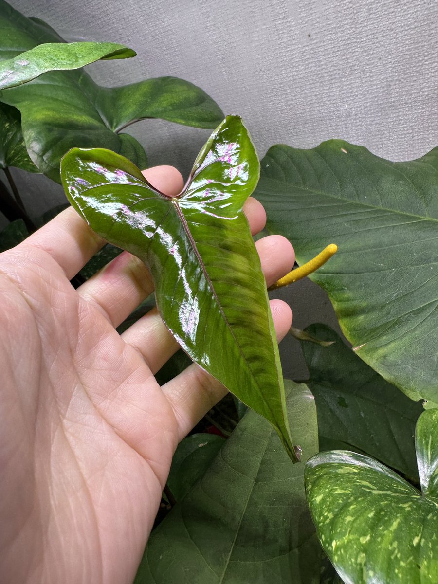 Masaya (@masaya_zxrs) / Posts / X