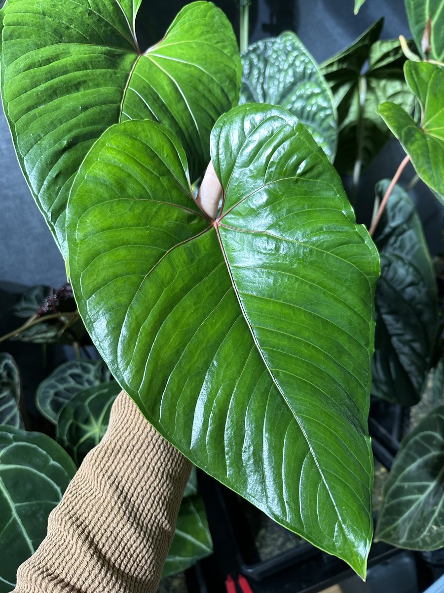 Masaya (@masaya_zxrs) / Posts / X