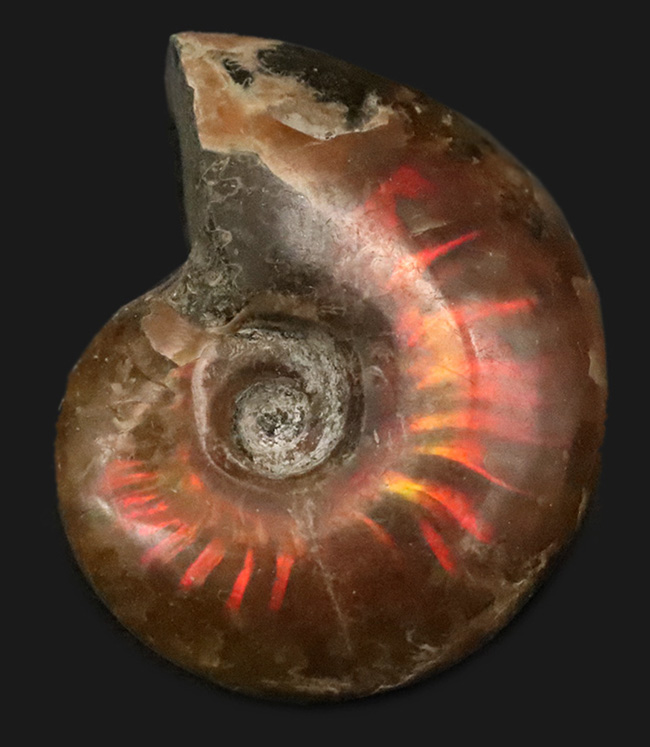 化石・鉱物・隕石販売の化石セブン (@kaseki7) / Posts / X