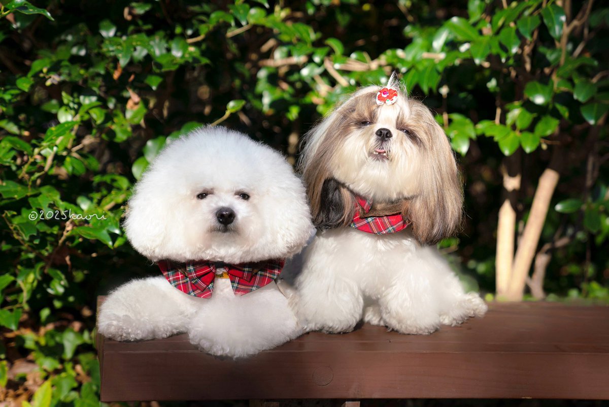 𝚔𝚊𝚘𝚛𝚒 (@kaori525600) / Posts / X