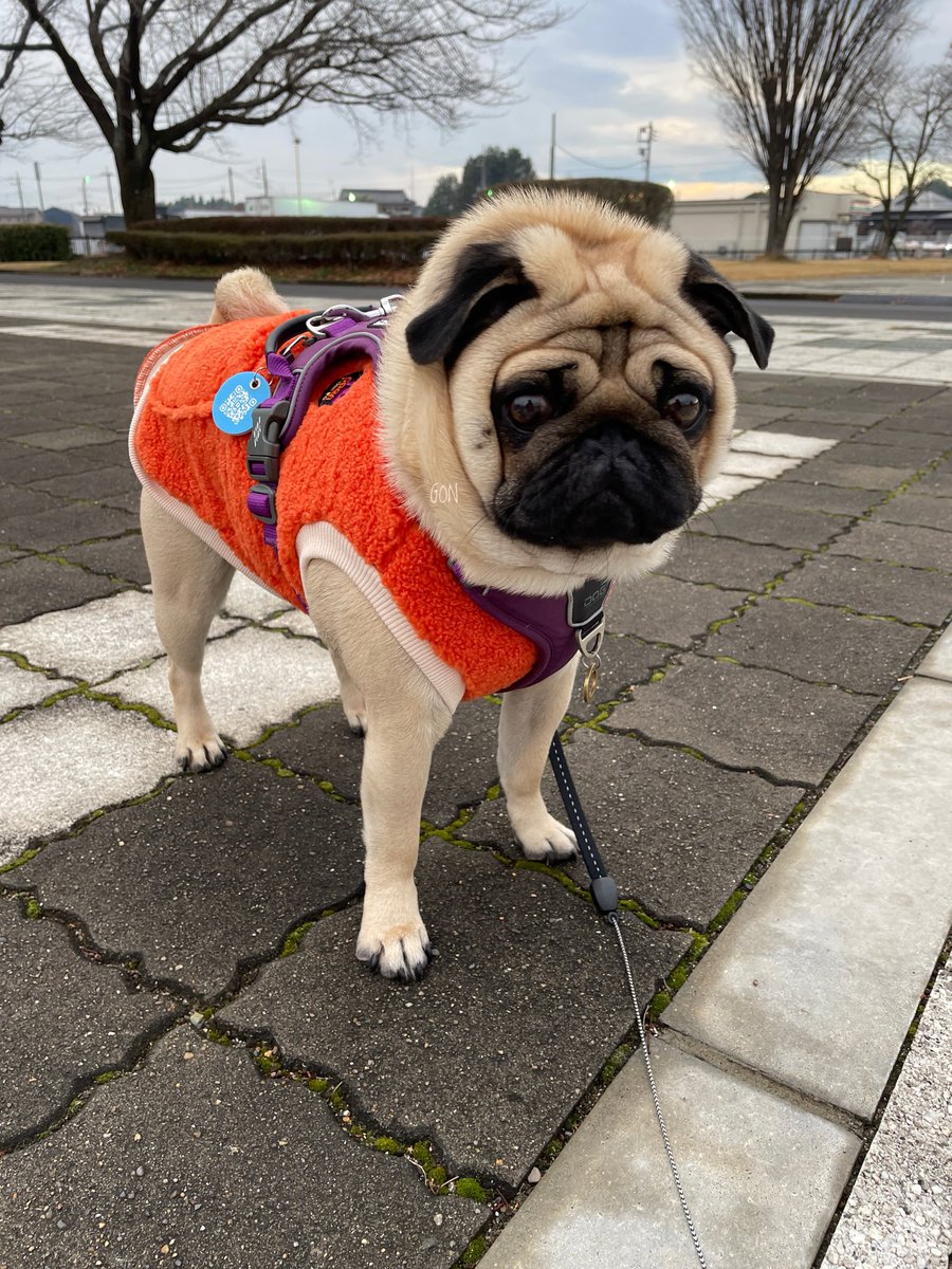 ばぐパグ (@pugbagu) / Posts / X