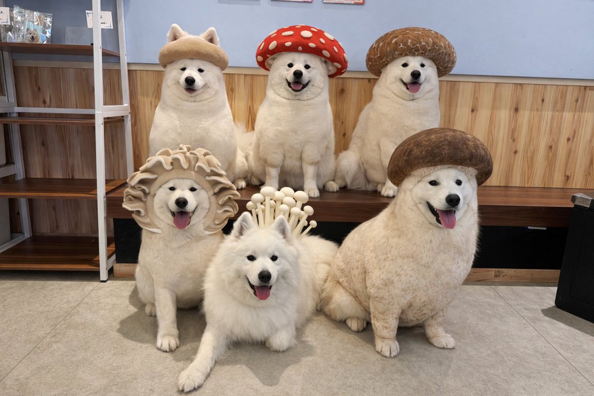 samoyed_cafe's tweet image. 流行りに乗ってみました⭐️
皆さんはどのキノコが好きですか？

🍄サモエドカフェアル駒沢店🍄‍🟫

#samoyed
#samoyedcafeAL 
#サモエド
#サモエドカフェアル