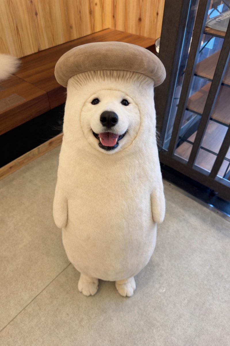 samoyed_cafe's tweet image. 流行りに乗ってみました⭐️
皆さんはどのキノコが好きですか？

🍄サモエドカフェアル駒沢店🍄‍🟫

#samoyed
#samoyedcafeAL 
#サモエド
#サモエドカフェアル