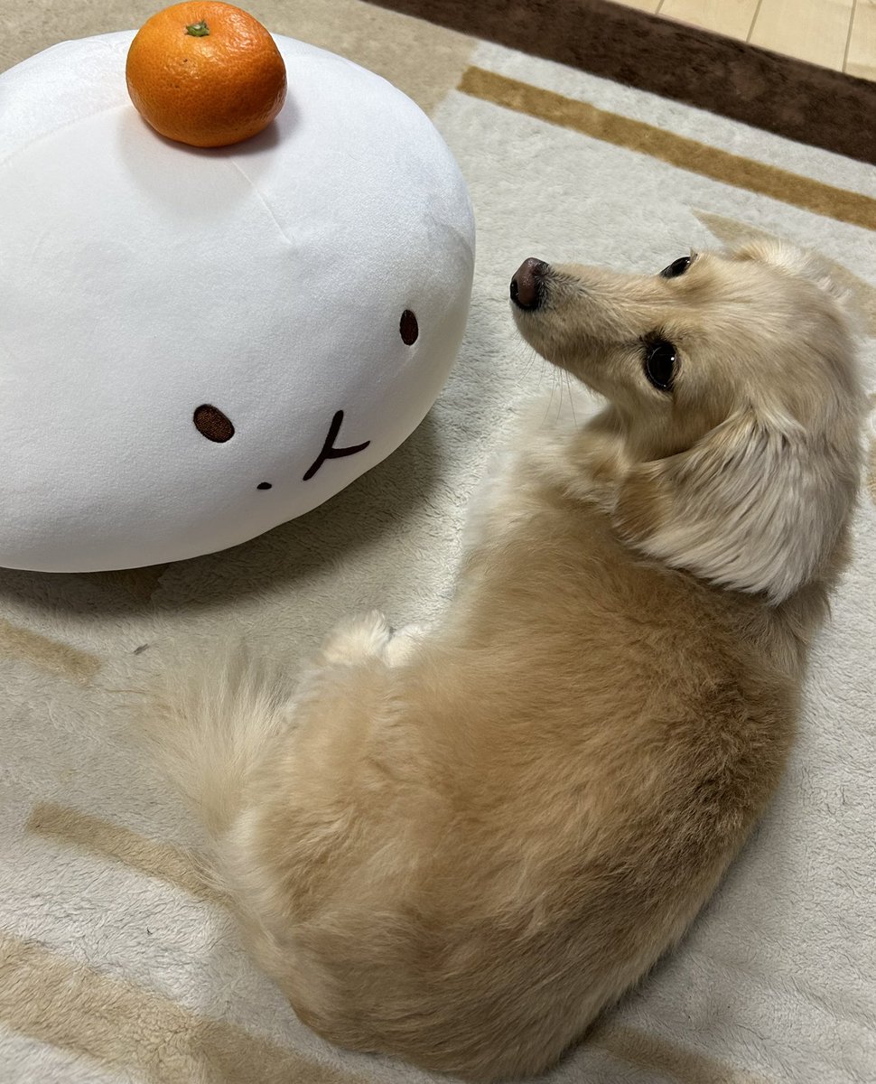 Doglove05061992's tweet photo. 私もベクちゃんと同じこと
愛犬に毎日やってる🤭
今日もかわいいよ🥹🐶🫶
#백현 #BAEKHYUN
#몽룡 #Mongryong
#愛犬 #毎日親バカ
#癒やしの存在 https://t.co/75ZtW7sIJe