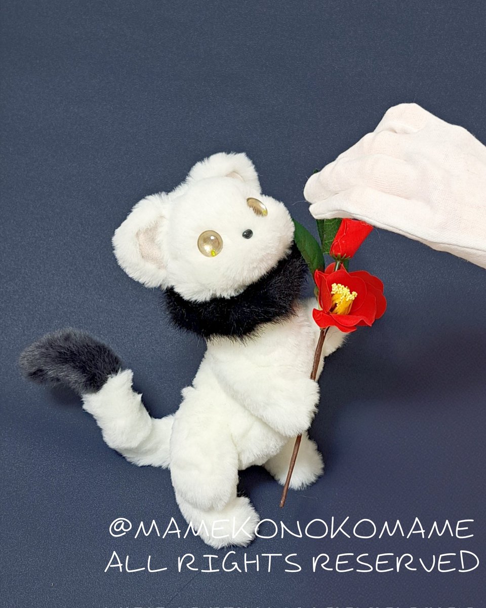 まめこ (@Mamekonokomame) / Posts / X