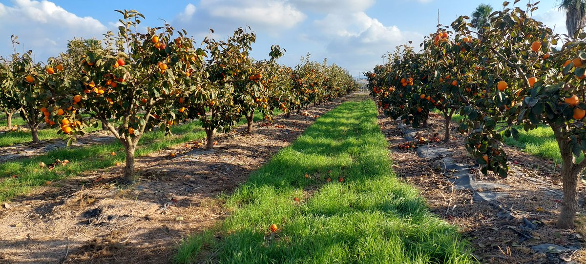 AsajaNacional's tweet photo. Seguimos trabajando en la finca Sinyent de @ava_asaja participante en #GLEANSMART
Se han enviado caquis y cítricos a entidades sociales como PROSUR.
📸 Las imágenesmuestran la realidad: fruta caída que se puede recuperar, si el tiempo y la tecnología lo permiten.
💧 La lluvia complican el paso del robot, y las manzanas…
📖 Así trabaja el campo para no desperdiciar lo que cuesta tanto producir.
@LIFEprogramme #Innovación