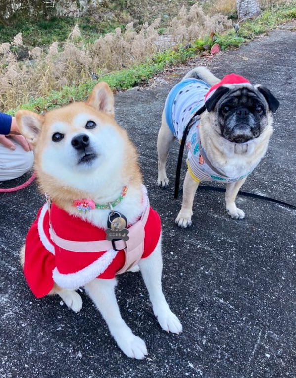 ぴーちゃんページ ぴーちゃん♡ ぴーちゃん 2023 Kawasaki ZX1002, L