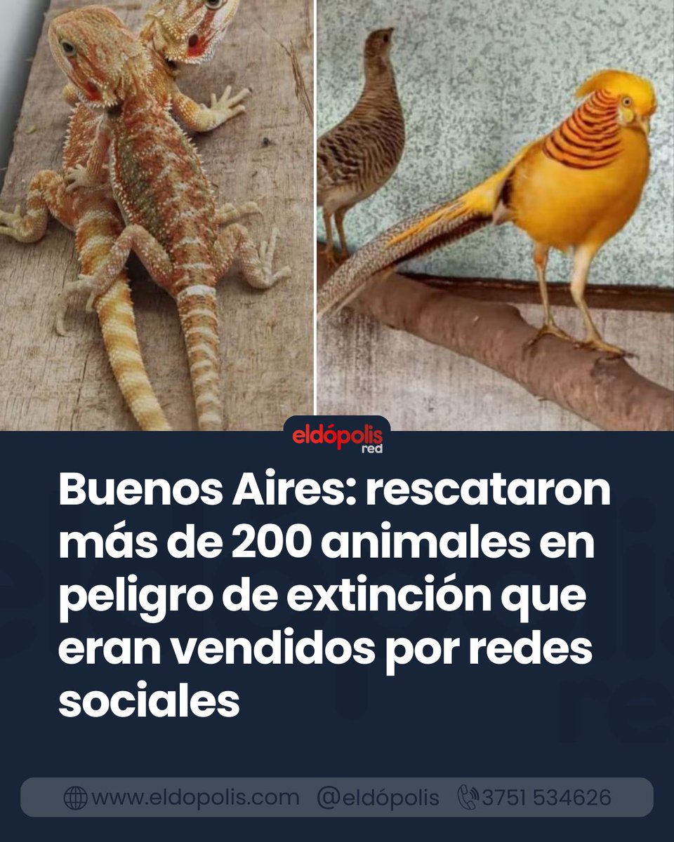 eldopolis's tweet image. Un operativo encabezado por la DDI La Matanza permitió rescatar 220 aves, entre ellas ejemplares en peligro de extinción, que eran comercializadas de manera ilegal a través de redes sociales. eldopolis.com/news/8X6i9wTlU…