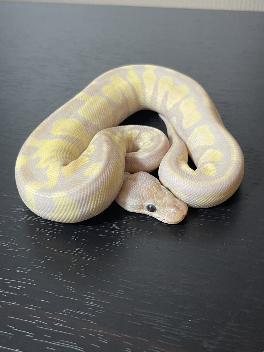 にこらる/神 tweet media