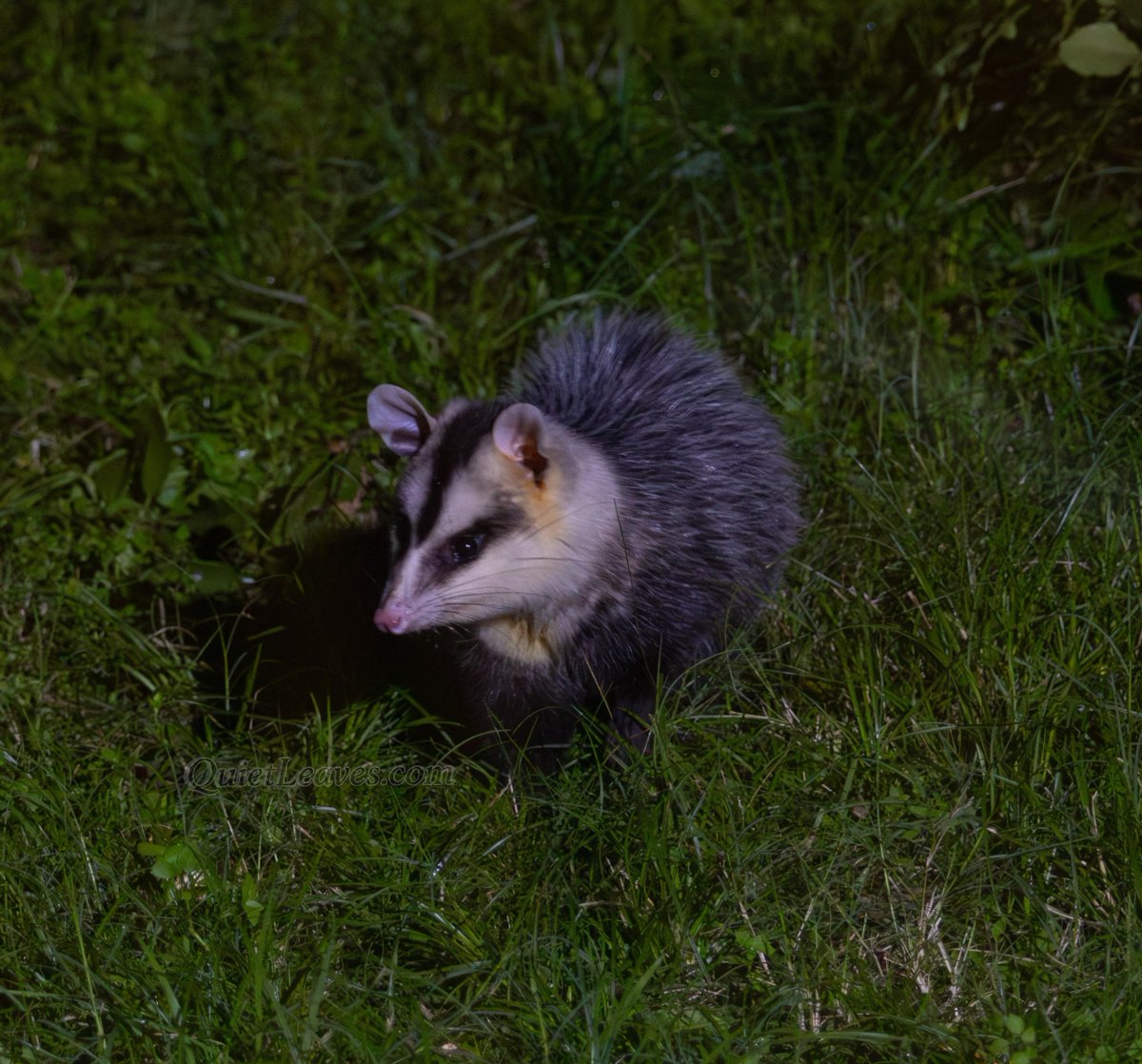 Сегодня у меня день рождения! 

Лучший подарок, это, конечно же, репост чего-нибудь из этого аккаунта, чтобы больше людей узнало о том, что я веду блог о природе Южной Америки здесь и в тг 🌿