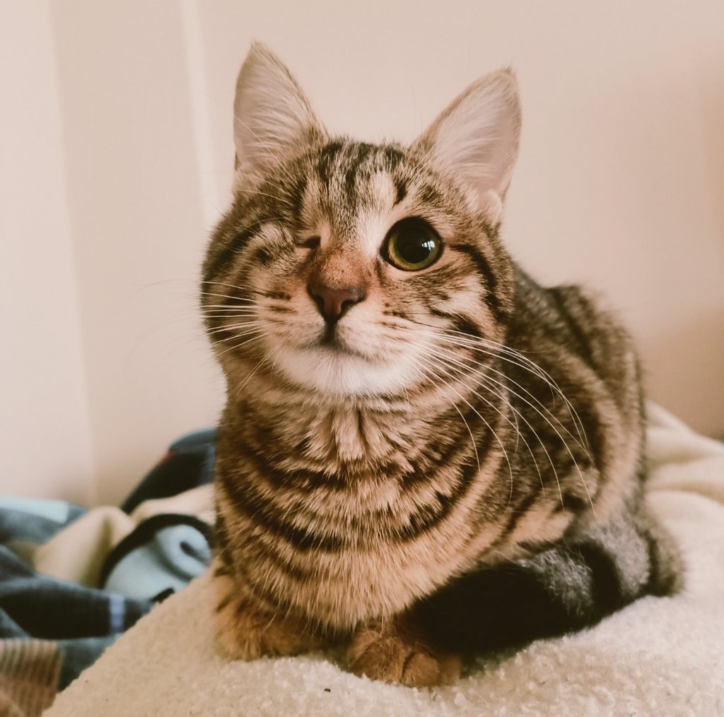 Kızımın güzelliğine bakın, 14 ay önce barınaktan bana ♥️