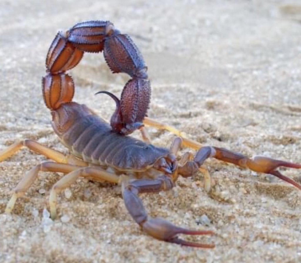 AdvoBarryRoux's tweet image. What do you know about this &amp;amp; What do you call it in your local language?