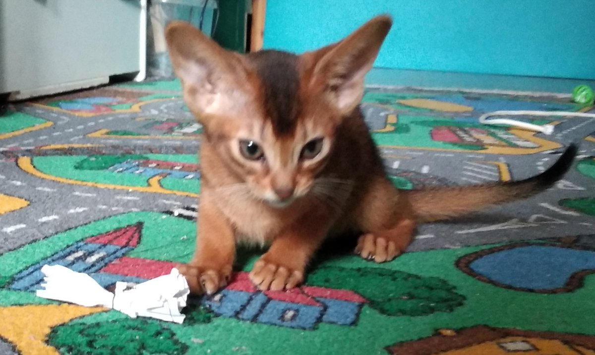 счастье привалило...
happiness has fallen upon me...
😻🐈😺