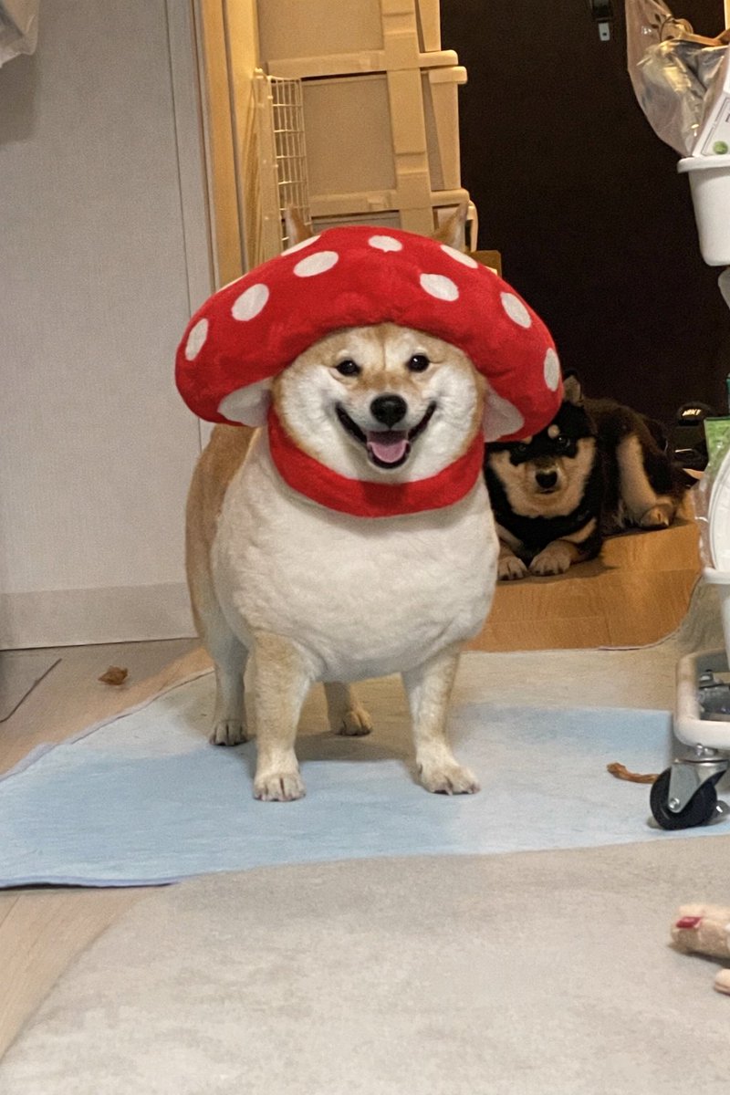 mshiba_ponta's tweet photo. 流行りの🍄やってみたよ🤭
ソルwwww https://t.co/nxnEfQ3tZP