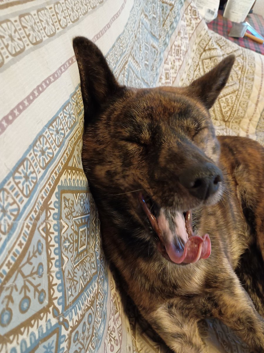 かわいい黒と茶色のロトウィラーの犬は 彼の顔に悲しい表情でタイル張りのコンクリートの床に横たわっています 犬の隣にテニスボールが横たわっている —  ストック写真 © psgt_123 #444669172, image size:900x1200