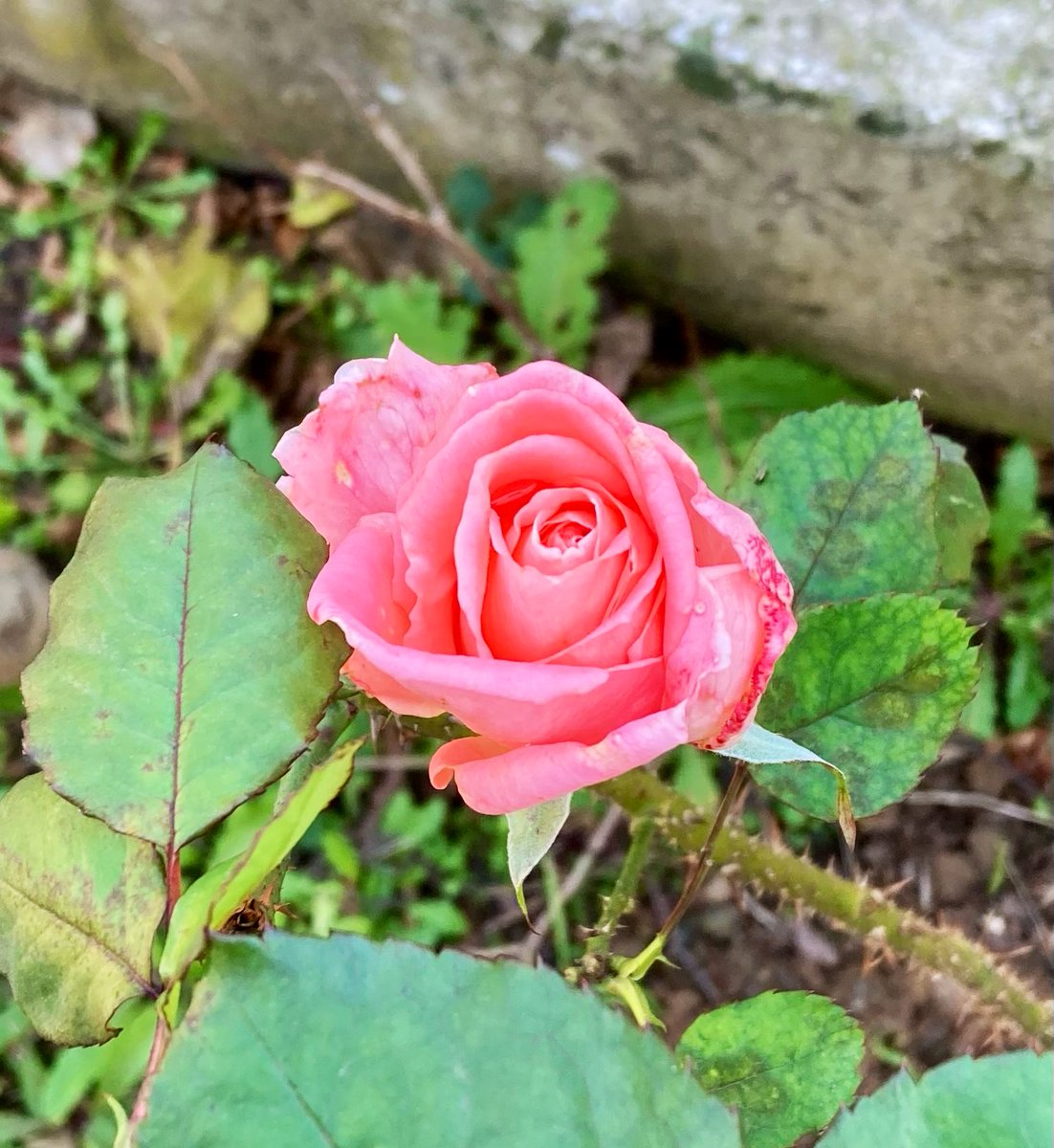 pakyakup_'s tweet photo. Yetiştirdiğim güllerin açtığını görmek; tarifini pek beceremediğim bir his.
Bir tür gönül ferahlığı, sıkıntılı anların sonu, geleceğe dair bir umut gibi… https://t.co/wtEeUvLFzJ