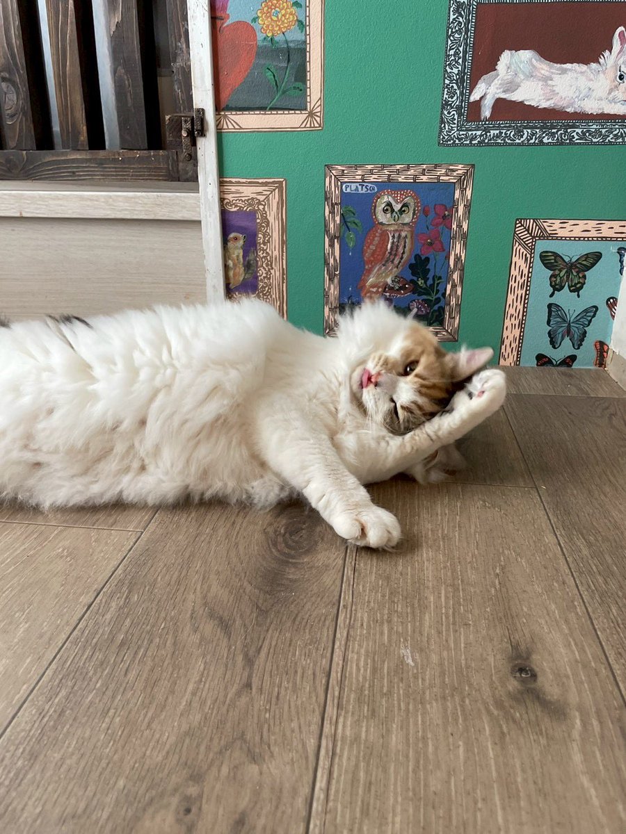 にゃんこカフェ(譲渡型保護猫カフェ) (@nyankocafe22) / Posts / X