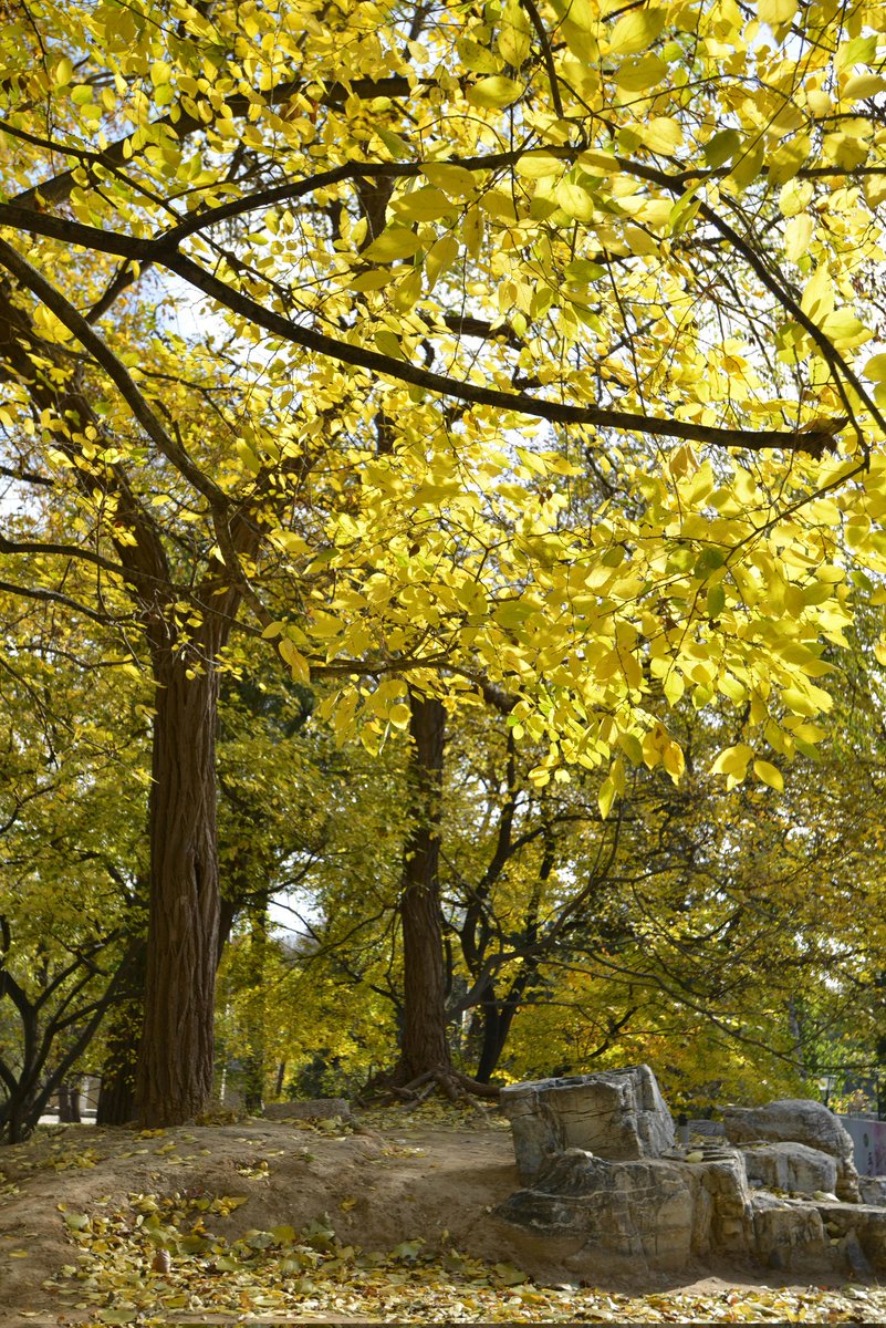 Si prestas atención al sonido que hacen las hojas cuando el viento sopla, puedes notar diferencias entre especies. Hay hojas que susurran. Otras que crujen. Otras que vibran como una membrana tensa. Ese sonido no es solo una cuestión poética: tiene que ver con su estructura, con