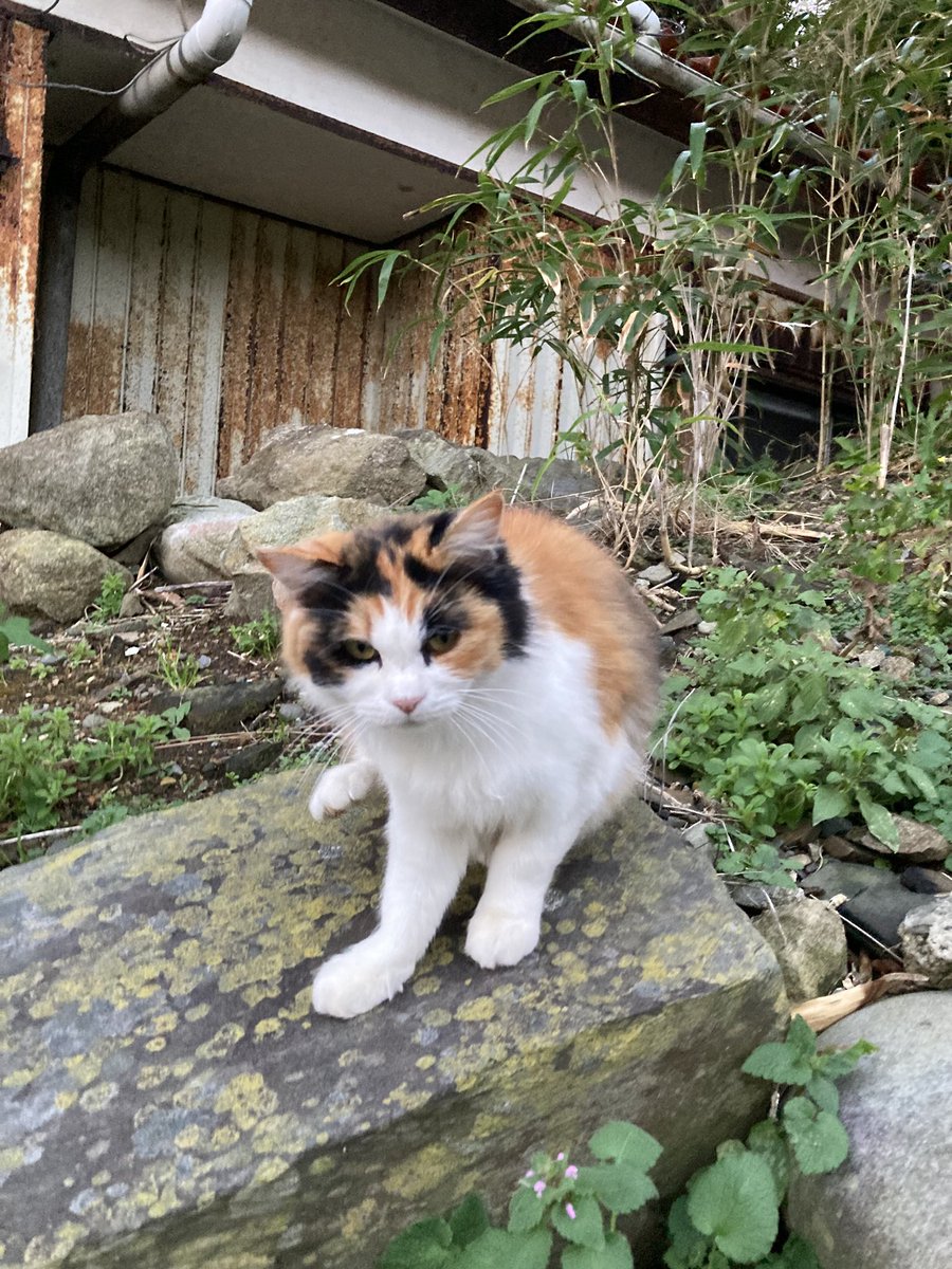 猫B 最終値下げしました！ 今夕の #仁斗田地区 #ポンプ置場 昨日会えなかったルイーゼ😺 いつもと