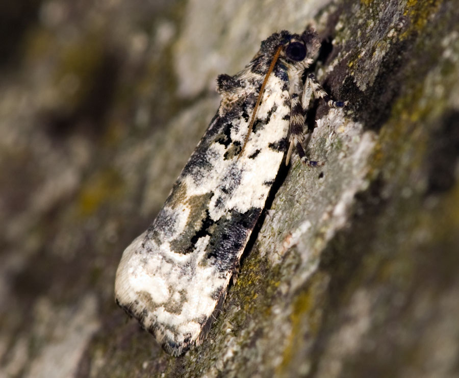 Butterfly Conservation 🦋 tweet media