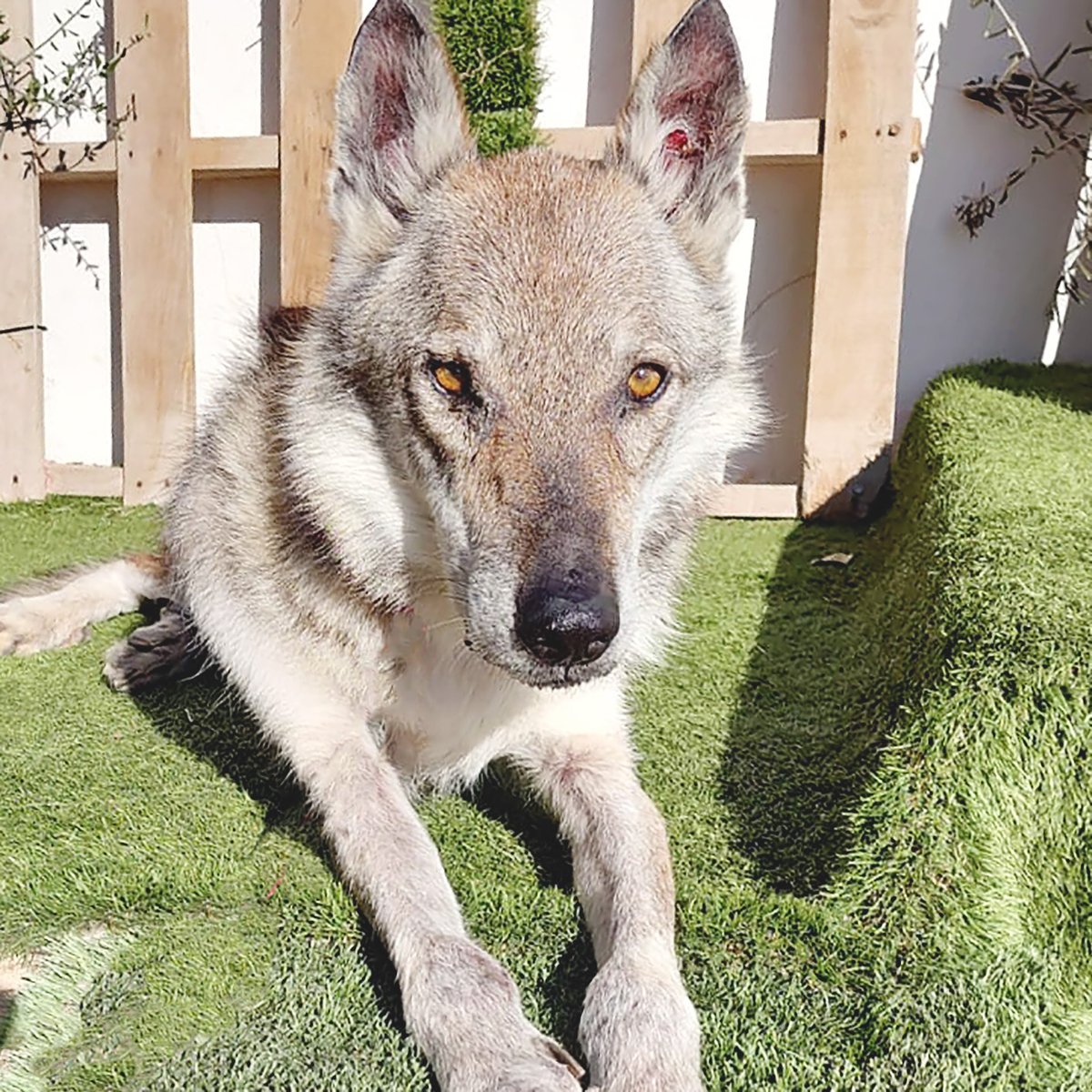 #BARCELONA
#RAGNAR tiene 8 años. Es un perro lobo checoslovaco que se le retiró a su propietario por desatención. 
Llegó extremadamente delgado y con leishmania sin tratar. 
A pesar de la carencia de atención, es extremadamente bueno... Ya tiene una edad y, aparte de medicación