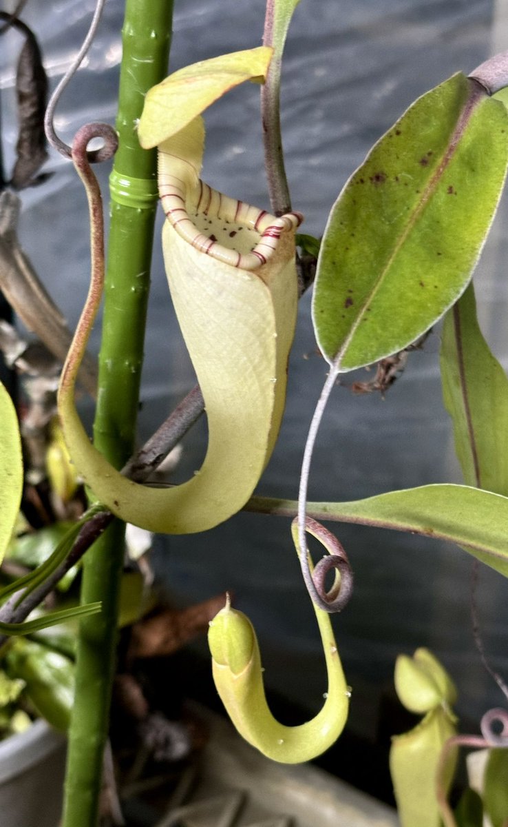 HD (@HD_NepenthesDoi) / Posts / X