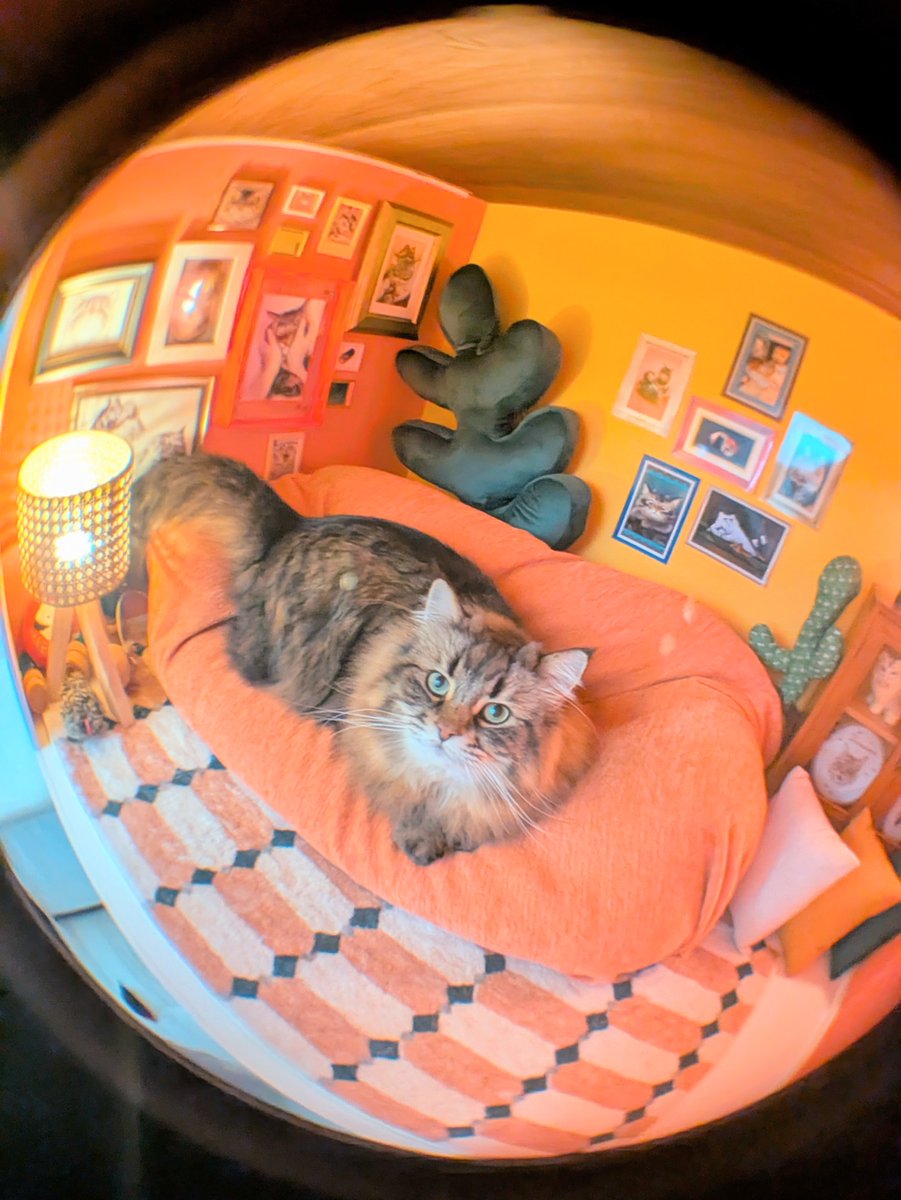 ヤマネコ 今日は珍しくソファで横になって長いことﾌﾝｺﾞﾛいってた☺️