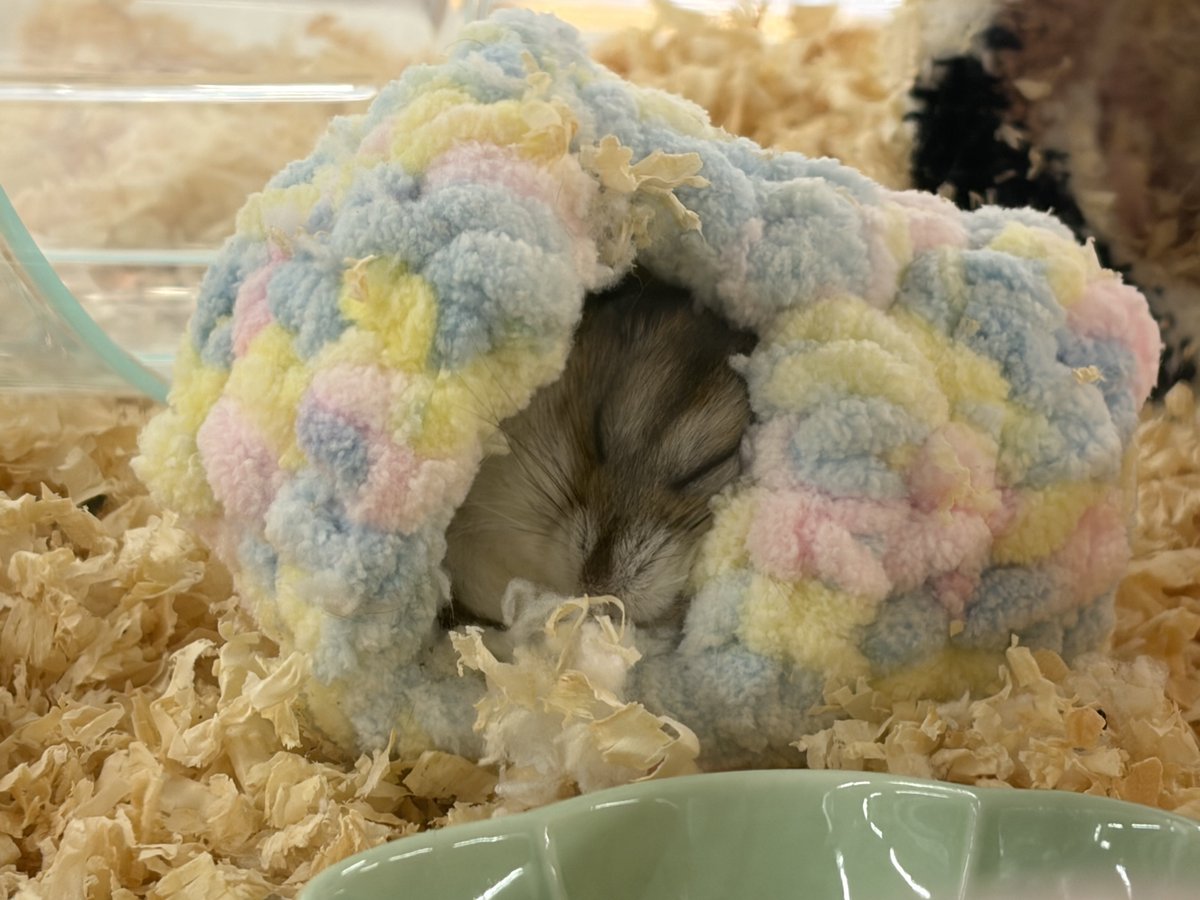 Post by 甲斐田ちえ@紫音に堕ちてめろめろ〜♡ on X: もちぃ