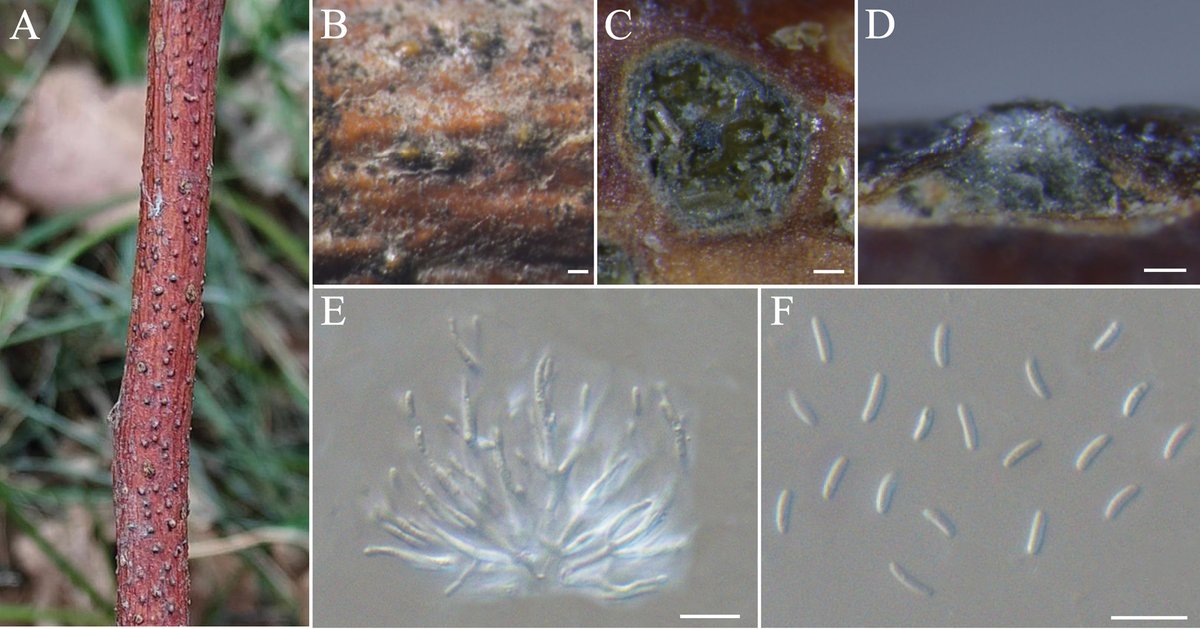 MycoKeys tweet media