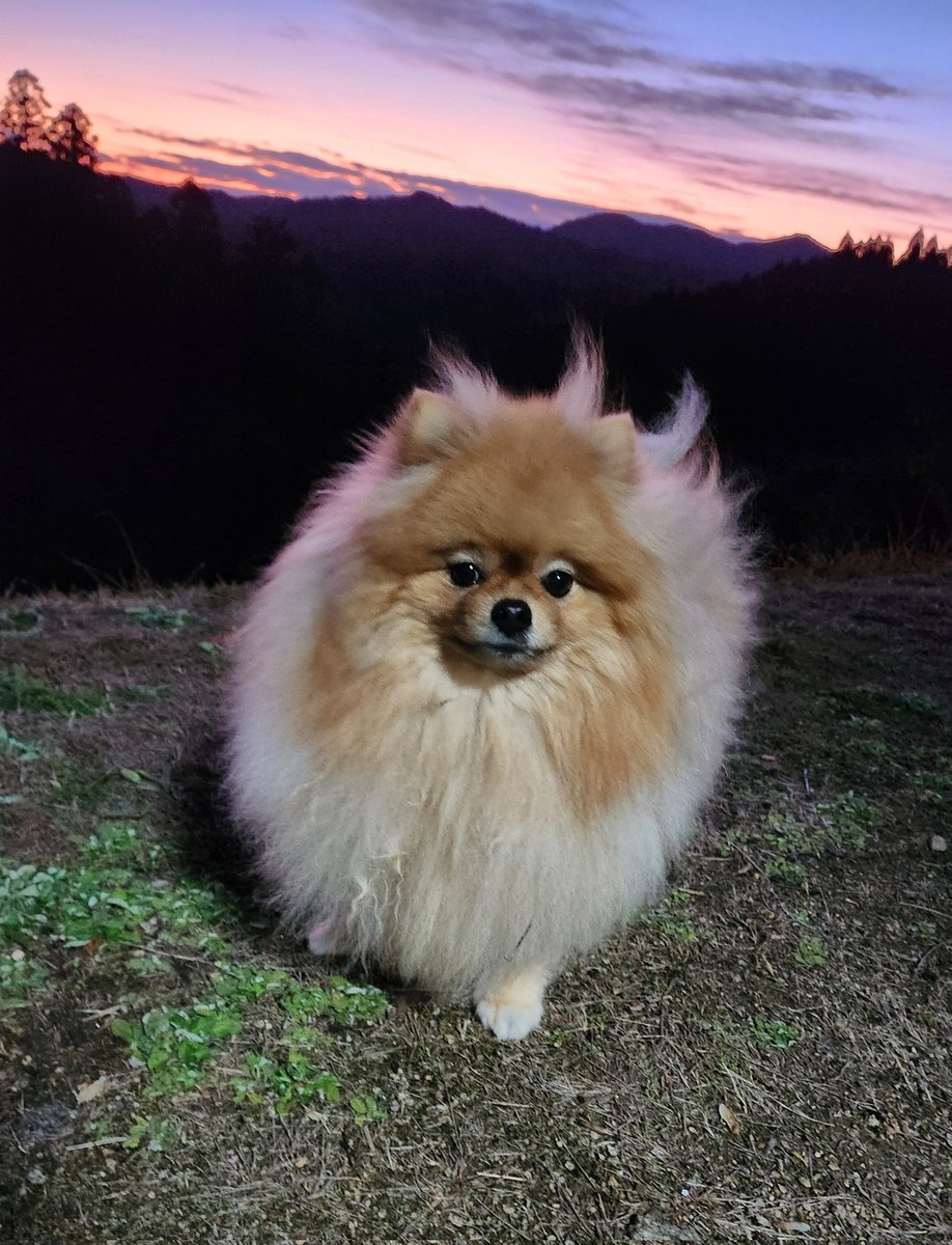 ポメチー ポメチー