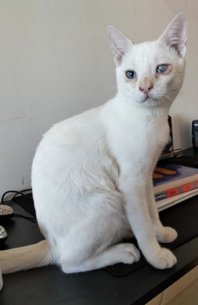 Neinei_art's tweet image. APOLO SE HA PERDIDO ⚠️
Apolo estaba acogido esperando un hogar y ha desaparecido. No sabemos cómo se ha escapado, la casa está protegida.

Desapareció el Sábado en Deltebre. No sobrevivirá en la calle. Es muy pequeño y ciego de un ojo. Hace mucho frío y está lloviendo mucho.

Por…