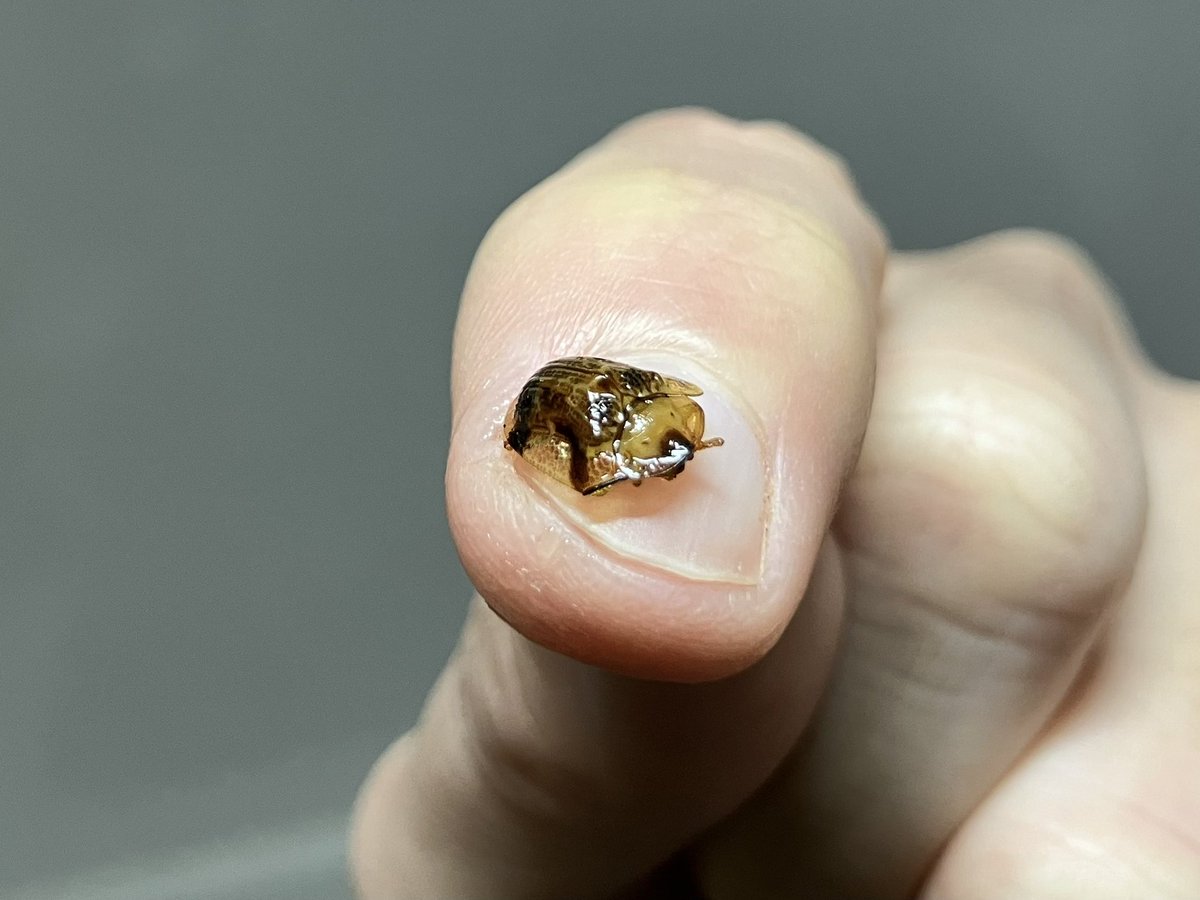 鍋物を作って、おたまでお椀に注いでる途中…
あれっ…
なんか、テントウムシの体型みたいな物体が浮かんどる。小松菜の茎の茶色く枯れた部分？？と思いながら、よ〜く見たら、
どうやらハムシ！？？😳
白菜の葉と葉の隙間にでも隠れとったっちゃろか…？
半透明べっ甲色と黒のマダラ模様。
#月下虫音