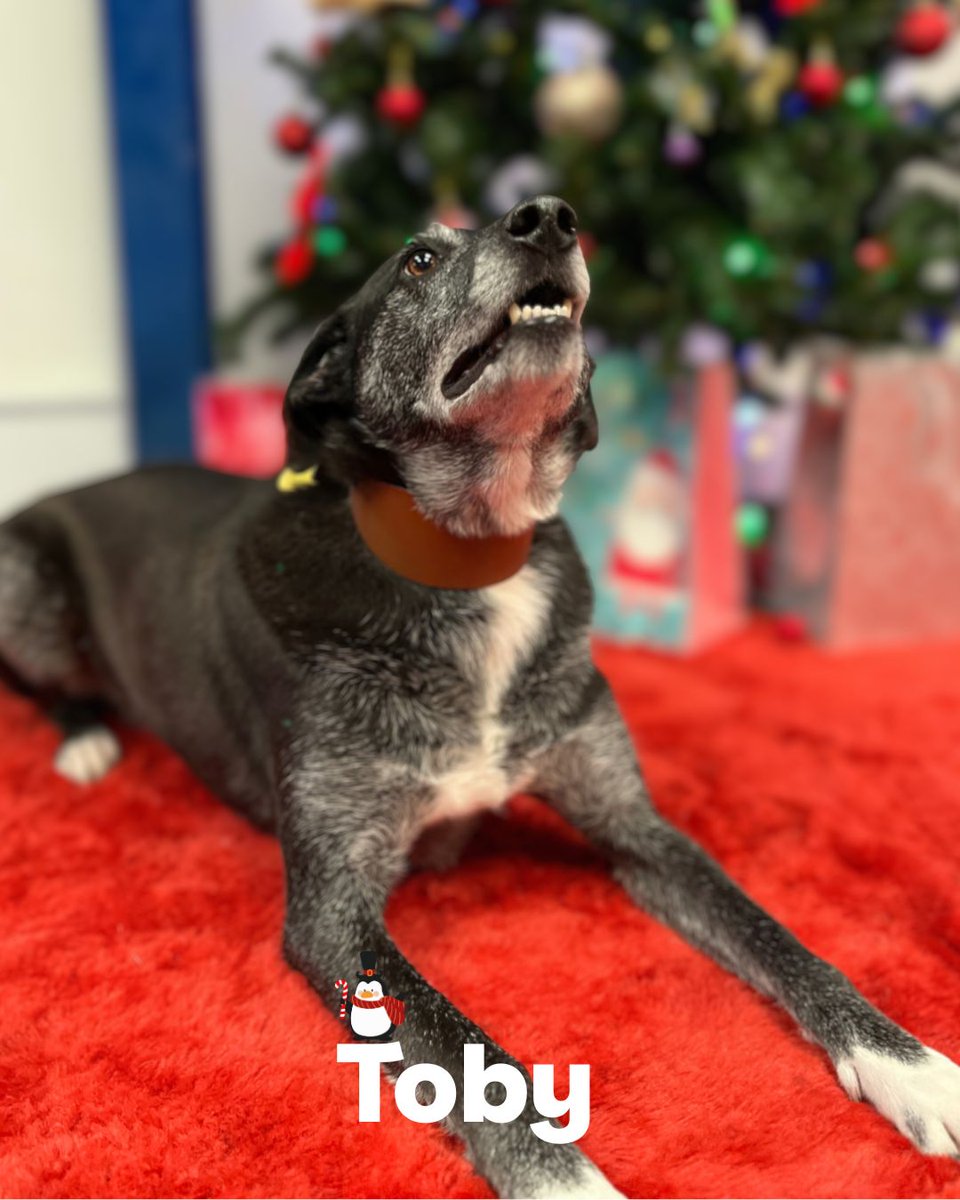 Dogs Trust Merseyside tweet media