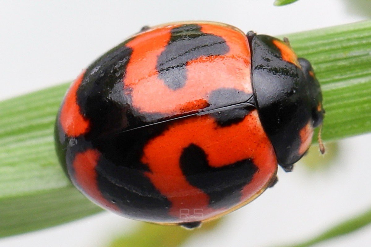 ryôta🐞 (@sekiryo0601) / Posts / X