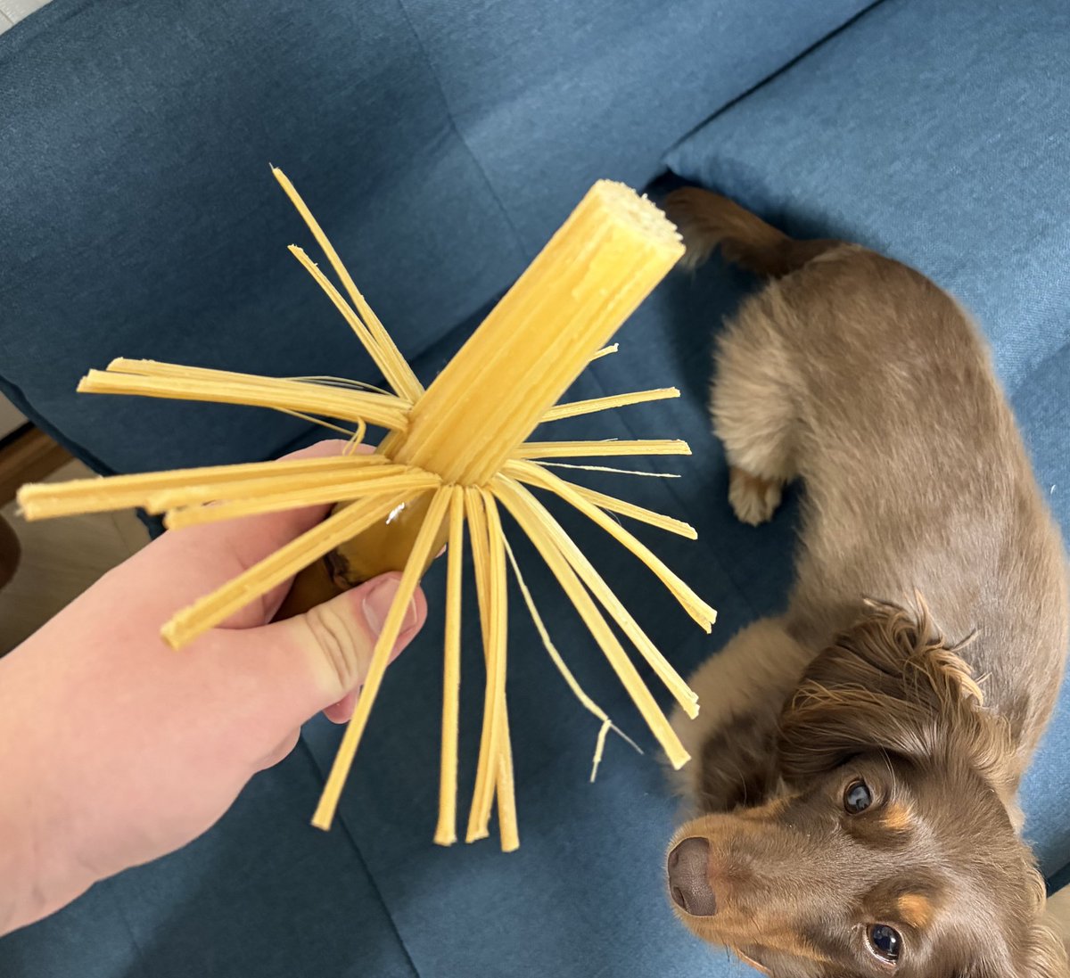 レオくんのお土産のサトウキビ😍