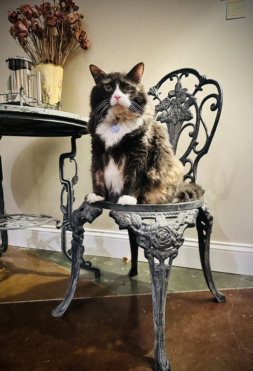 Just dropping by to wish everyone a truly beautiful day. 🌺

The world is quiet, the words are soft, and this gentle presence makes the moment feel whole. 🖋️

#5amwritersclub #WritingCommunity