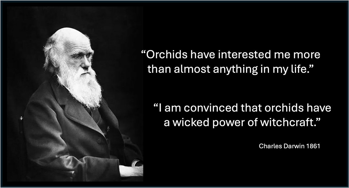 -- HISTORIAS DE ORQUÍDEAS --

En correspondencia con John Lindley, el botánico que en 1824 describió y bautizó el género Cattleya, Darwin admitía su enorme interés en las orquídeas.