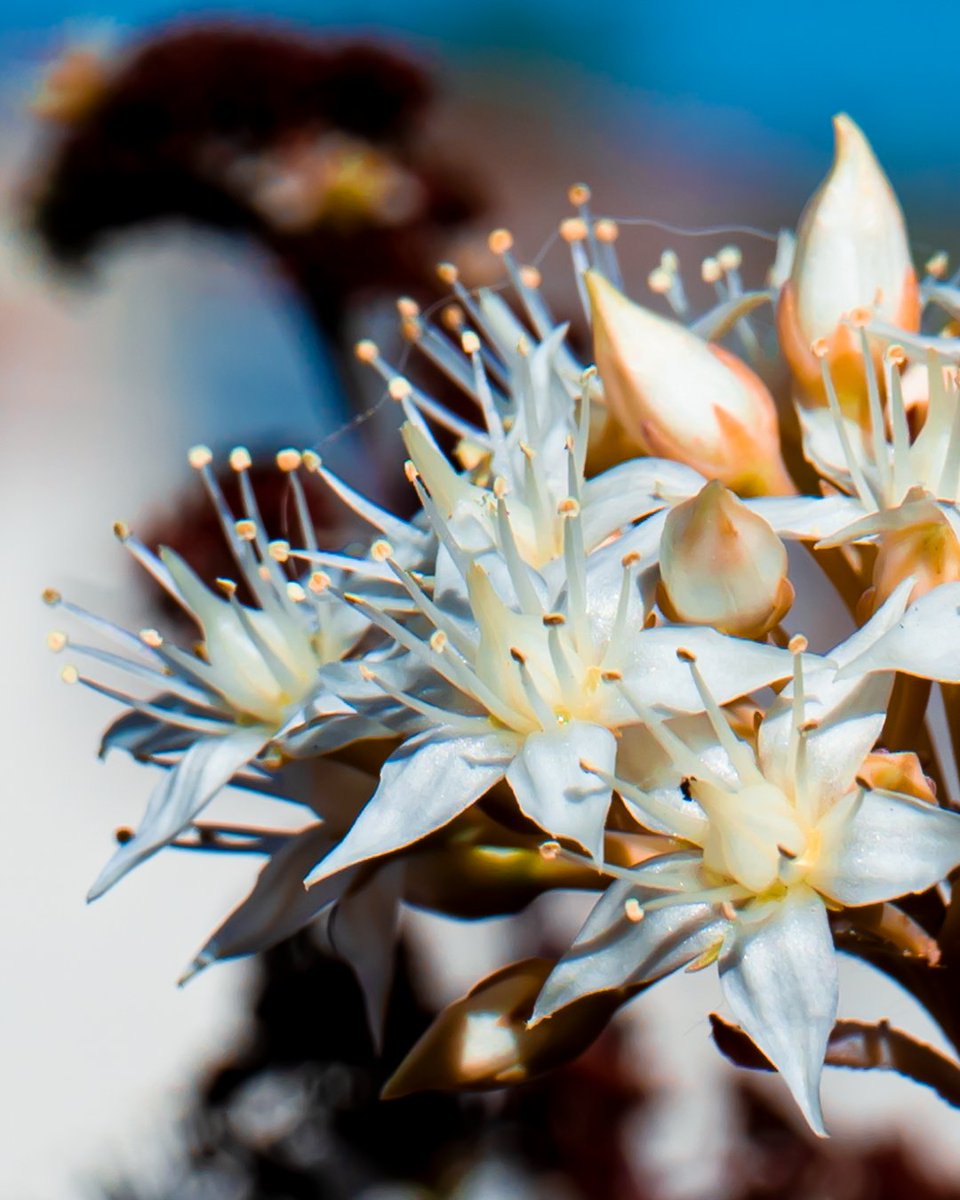FialkapoM's tweet photo. Small winter flowers blooming on a succulent. I liked how the soft white petals stand out through light and contrast.

#Photography
#PlantPhotography
#Succulent
#SucculentsOfTwitter
#MacroPhotography
#NaturePhotography
#Botanical
#WinterBloom
#NatureDetails
#VisualComposition https://t.co/9fuv8275eO
