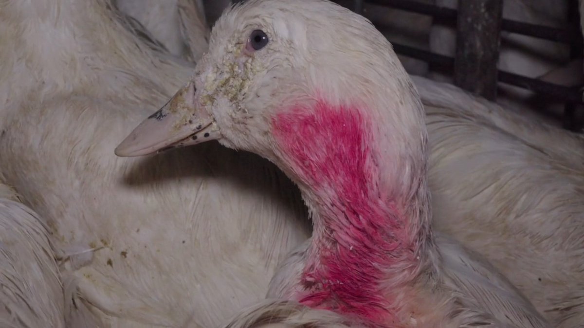 ❌Repas de fêtes : pas de foie gras dans les assiettes !

Présenté comme un produit de tradition et de gastronomie, le foie gras repose sur l’une des pratiques les plus cruelles infligées aux animaux. Derrière chaque assiette se cache une souffrance volontairement organisée,