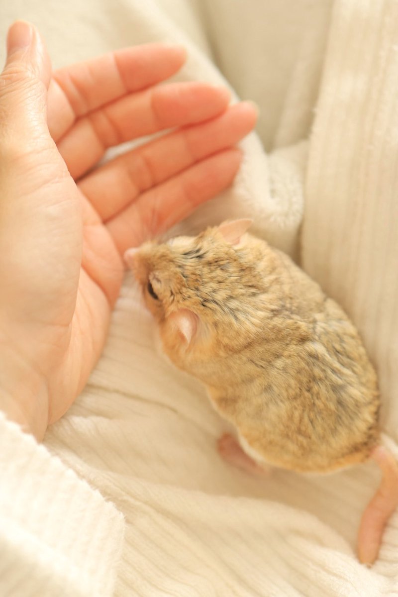 ゆっこ🐭ねずみの雑貨屋CLOVER🍀 (@nezumi3illust) / Posts / X