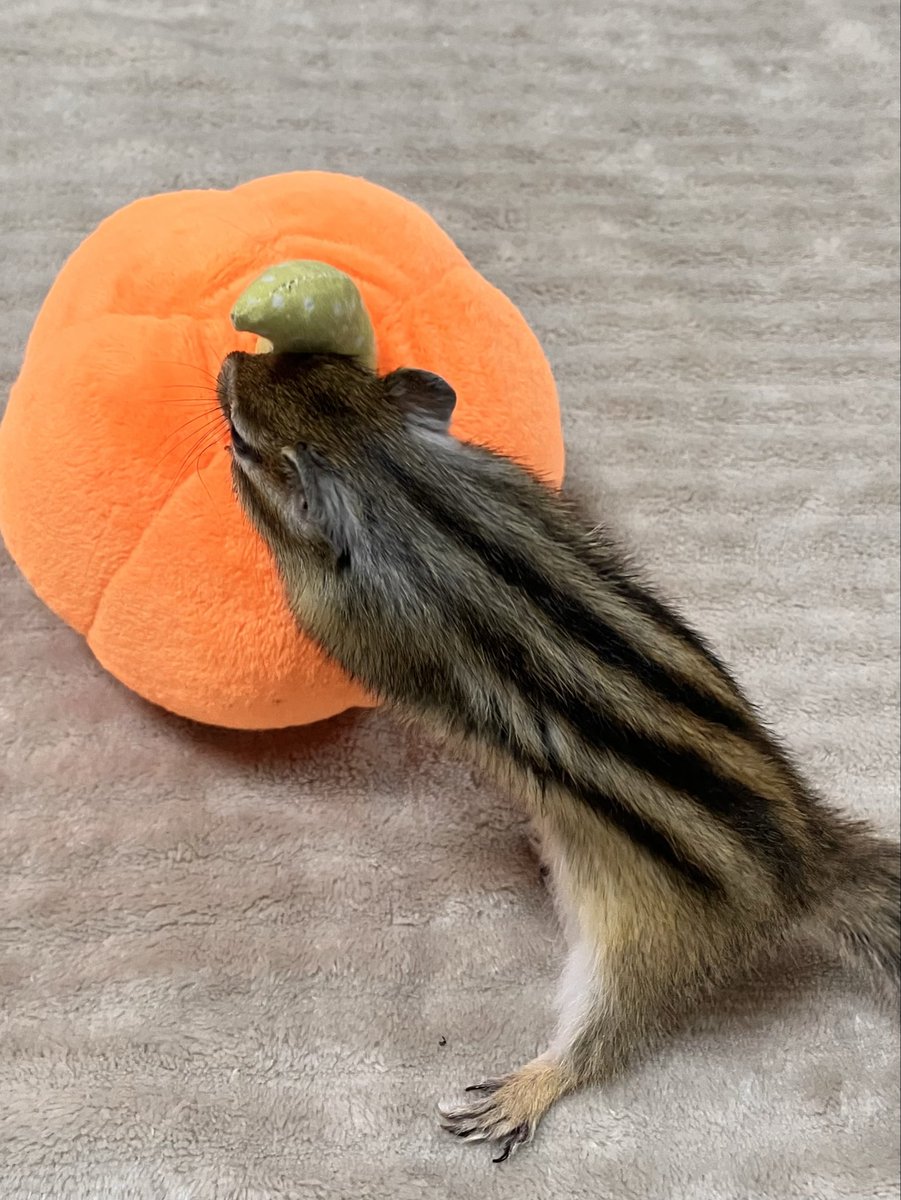 しましま (@iANMeoL8C58Ivf5) / Posts / X