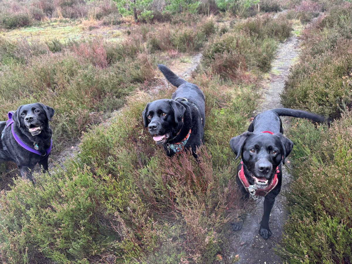 olive_blacklab's tweet photo. Fun zoomies on #ashranges #flagsdown with @ToraTheExplore1 ๐๐ https://t.co/UsILpZMdI4