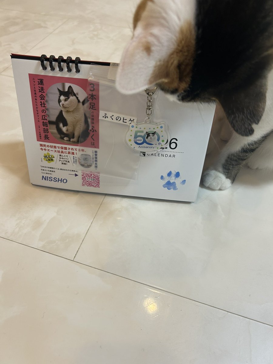 3本足の保護猫ふく😼広報部長 (@fuku_bucho_cat) / Posts / X