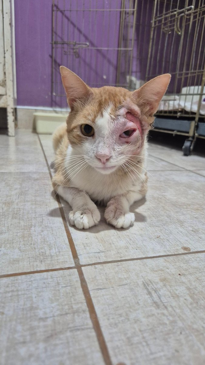 aaguvolpato's tweet photo. Empieza a asomar el ojito de Damasco... 🥰 https://t.co/FPPn76PfH4