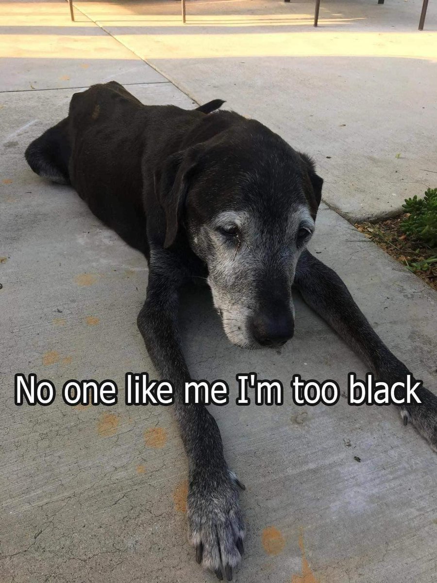 Beyond The Leash tweet media