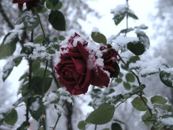 ask_sarabi_'s tweet photo. winter solstice https://t.co/XafhLW4nlp