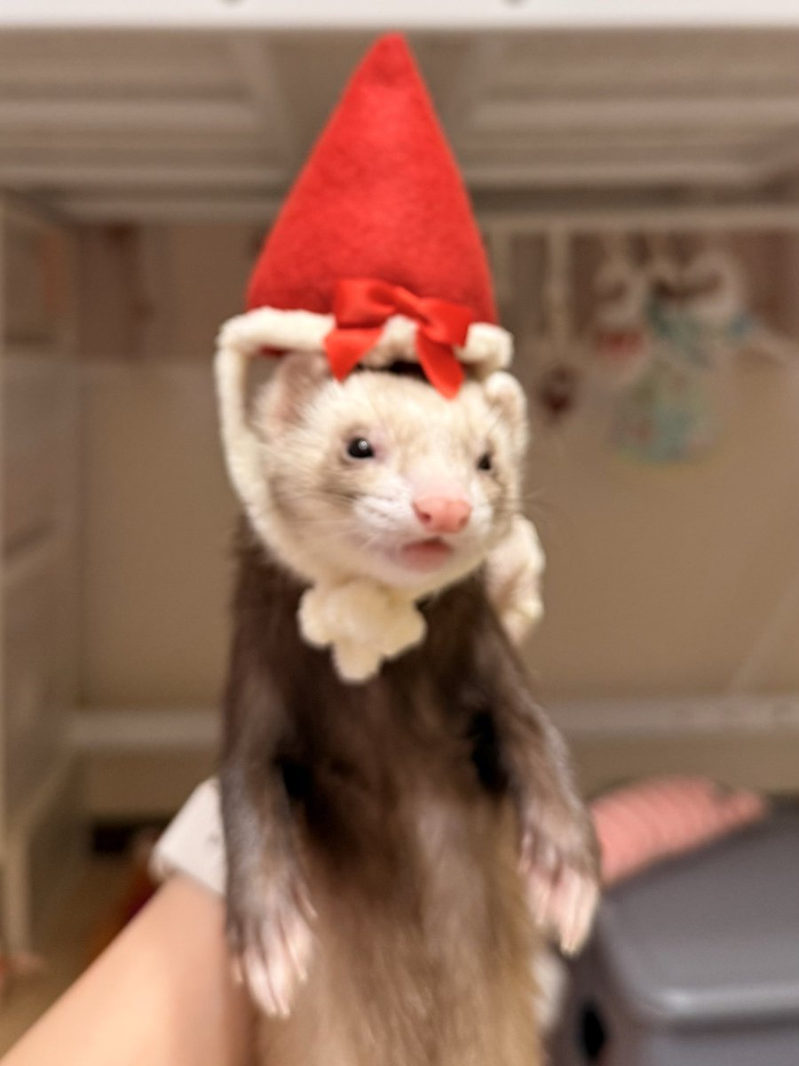 もちぎんやしゃ3ニョロ(管理人) (@ferretLove77) / Posts / X