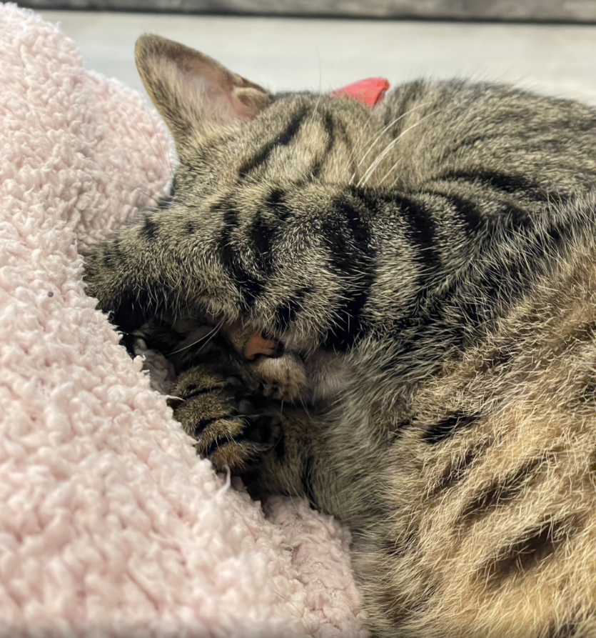 明天會正常開，
上週後來腸胃不適休息了幾天，
也把一些FF採集製作坐牢的部分私底下做完ㄌ。

明天就正常清副本、清支線或者繼續跑主線。
附上一張想繼續睡貓貓。