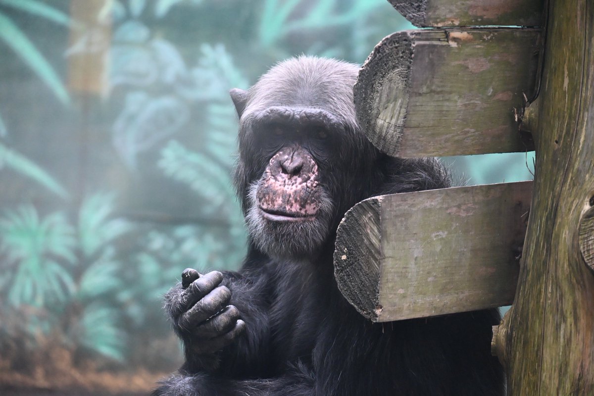 チンパンジーその2。こちらに暮らすチンパンジーの皆さんは優しいお